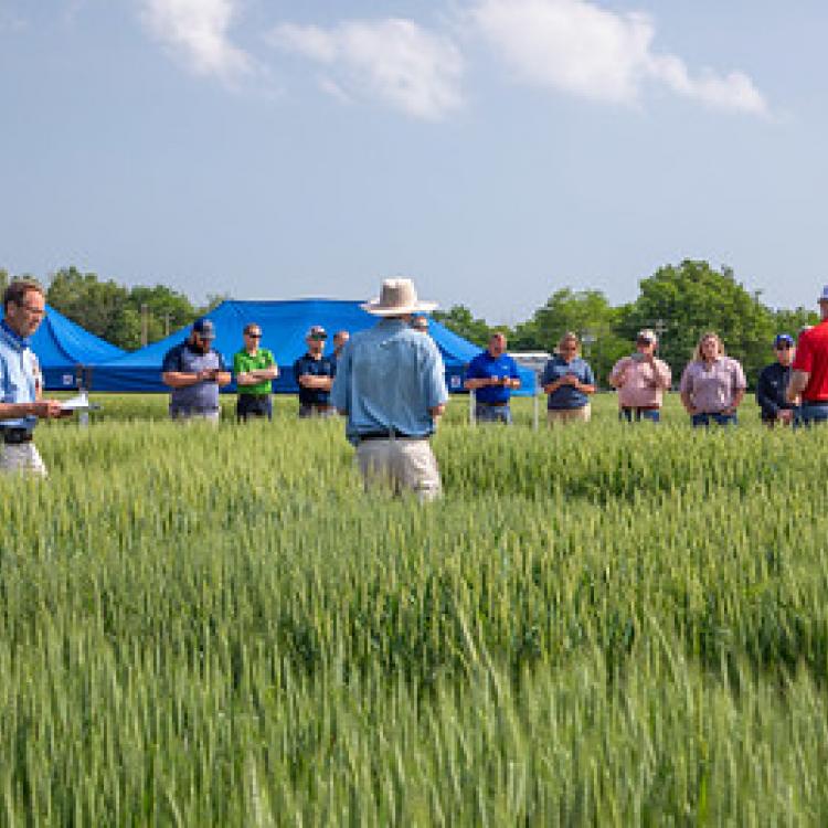  wheat field day